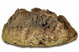 Fossil Dinosaur Bone Section - Wyoming #330993-1